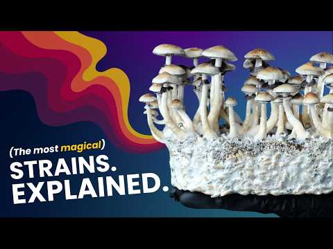 Golden Teacher, B+, Pen*s Envy | The Wild Science Behind Mushroom Strains