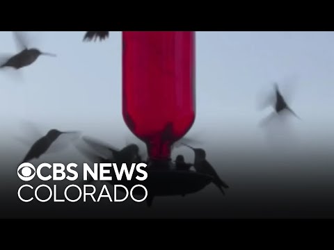 Experts say Colorado pollinators declining due to climate change