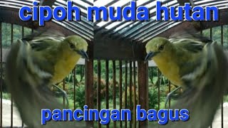 Download lagu cipoh sirtu muda hutan pancingan sirtu sirpu cipoh ampuh mp3