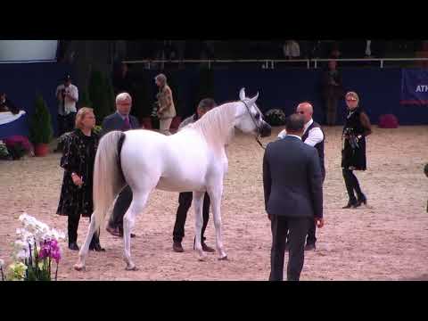 Memories of Aachen 2019 - All Nations Cup - Part 2 - Class 5 - Fillies, 3 Years old