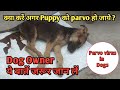 ParvoVirus Owner Guidelines ! Dog को Parvo Virus होने पर ये बात जरूर जान ले