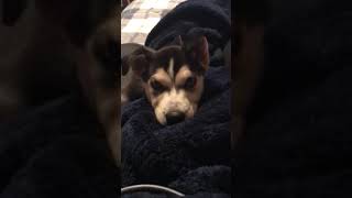 Alaskan Husky Puppies Videos