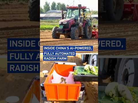 Inside China's AI-powered, fully automated radish farm #coolchina