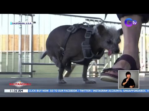 Chinese Crested na si "Scooter," tinaguriang "World's Ugliest Dog" BT