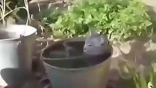 Приколы про животных 2018