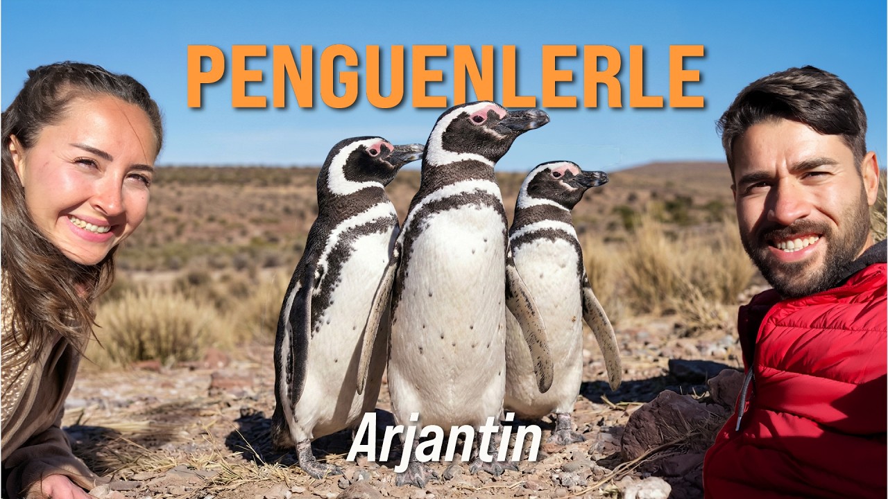Penguins Living on the Argentine Coast: Punta Tombo by Campervan