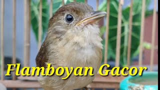 Download lagu Burung Flamboyan Gacor Ngebren Rapat Nyerecet, Nyiul mp3 Download lagu Burung Flamboyan Gacor Ngebren Rapat Nyerecet, Nyiul mp3