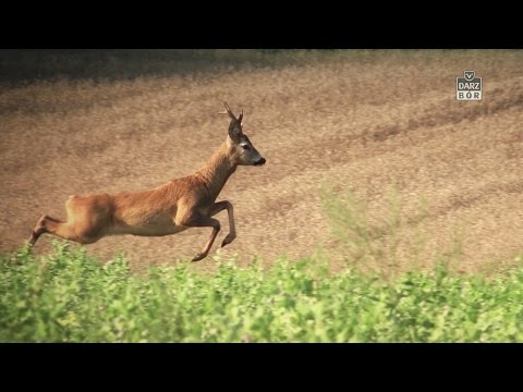 Darz Bór odc. 109 - Z wabikiem na kozły