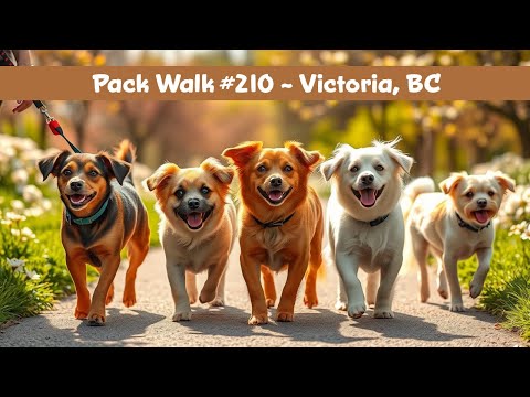 Spring Into Action Dog Lovers - Pack Walk #210 in Victoria, BC with K-9 Super Heroes Dog Whispering