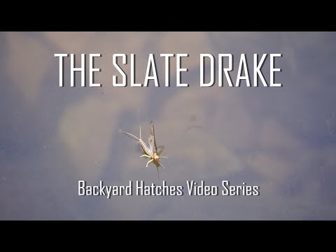 The Slate Drake | Backyard Hatches Video Series