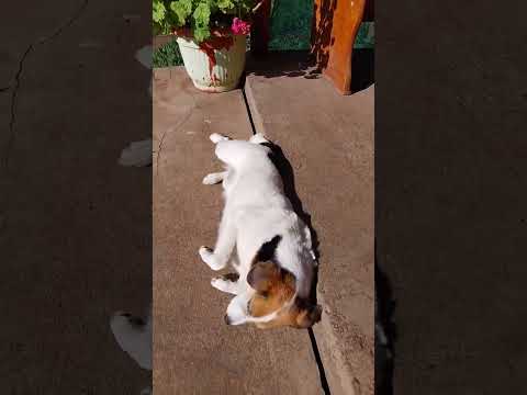 Mi mascota Panqueque🐶 #chile #laligua #valparaiso #vregion #viajes #mascotas #mascota