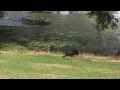 Cormorant Eating Eel