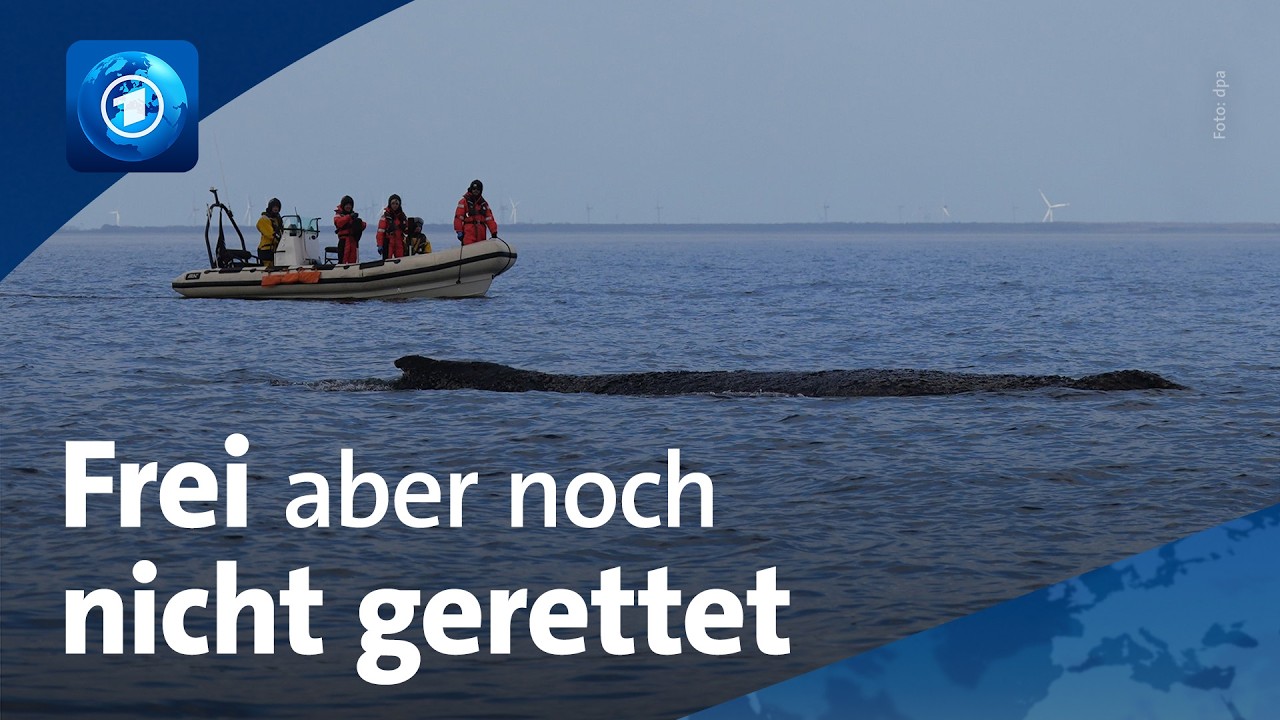🌍 tagesschau 20 Uhr & tagesschau24 Top-Thema, 27.3.2026 | Buckelwal auf dem Weg nach Dänemark