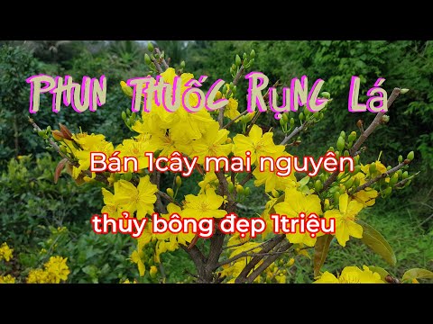 Phun thuốc rụng lá,bán 1cây mai nguyên thủy 1triệu 04/01/2023