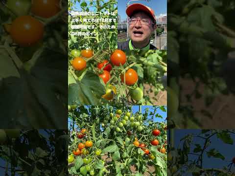 トマトを赤面にして日当たりの良い窓辺に保管する方法