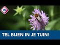 Oproep: tel het aantal bijen bij jou in de tuin! - OMROEP WEST