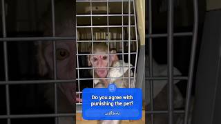 Punishment for vandalizing the cage, #cowardly  #beautiful # #monkeyobsessed #punishments