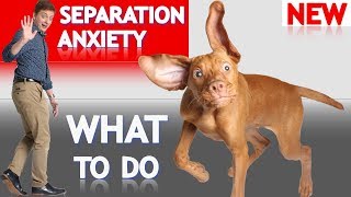What To Do About Your Dog