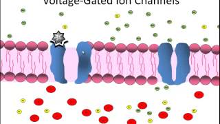 ion channel