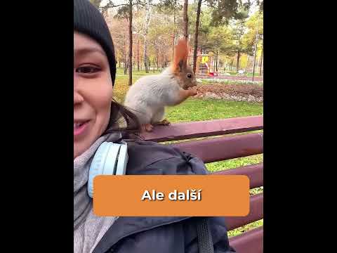 Dívka krmila veverku #shorts #zajimavosti
