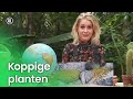 Koppige planten | Plantastisch