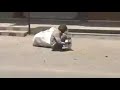 Heartbreaking Scenes Of Hunger From Bharuch Of Gujarat India