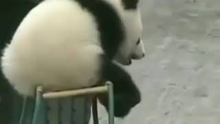 Download lagu (Kata baba) Hewan aneh versi onder spot mp3 Download lagu (Kata baba) Hewan aneh versi onder spot mp3