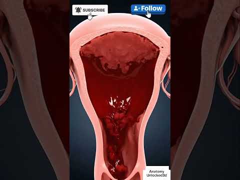 Menstrual cycle in 3d animation #pregnant #3danimation #menstruation #menstrualcycle