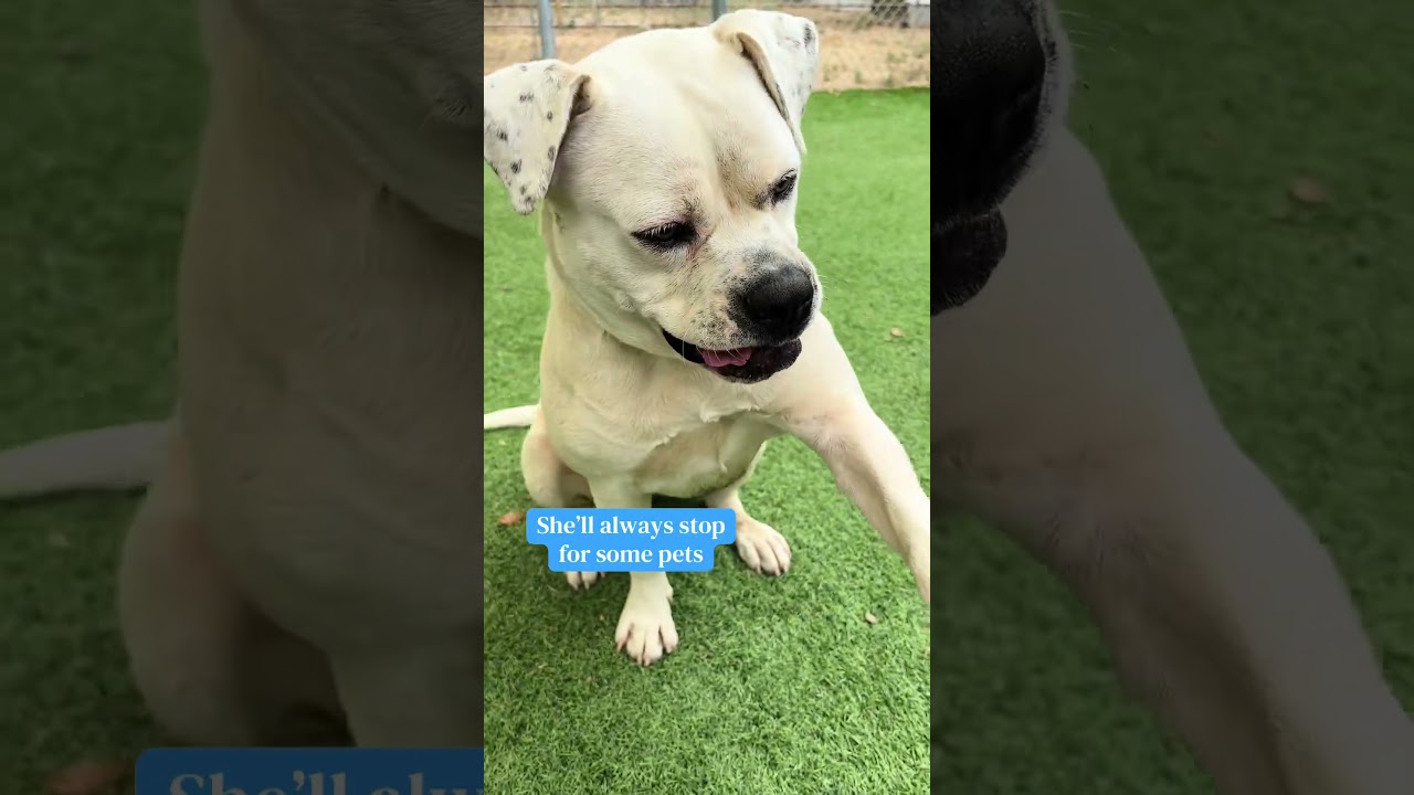 Poppy, a Adoptable Boxer in Ojai, CA video 5/5