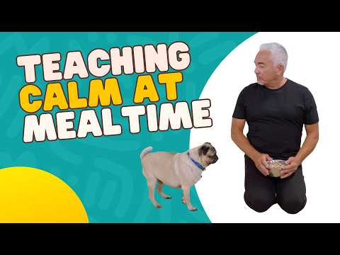 Fixing Food Obsession Through Calm, Silence, and Leadership | Dog Fixes with Cesar Millan