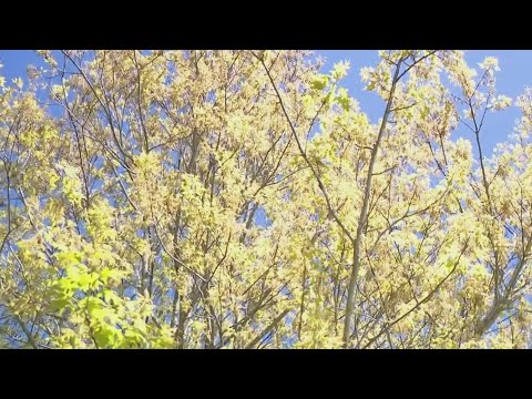 Atl Pollen