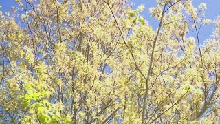 Metro Atlanta suffering through soaring pollen counts