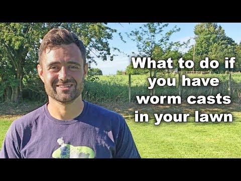 What to do if you have worm casts in your lawn