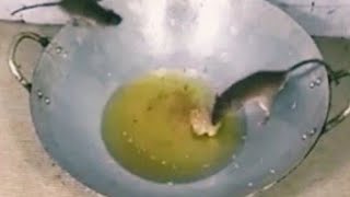 Download lagu Perangkap Tikus Paling Seru Heboh Dijamin Tikus Tak Berkutik #airkehidupan #tikus#mouse#short#shorts mp3