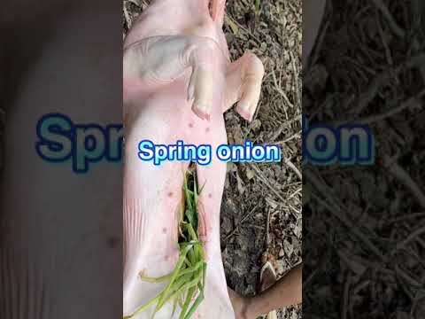 Lechon Cebu Talisay City