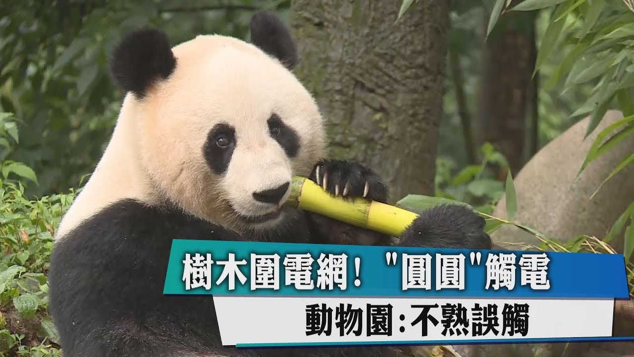 木柵動物園「圍電網」 貓熊圓圓觸電不敢出門