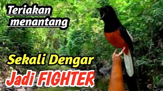 Download lagu Murai Batu Juara Nasional | Professional Masteran Audio mp3 Download lagu Murai Batu Juara Nasional | Professional Masteran Audio mp3