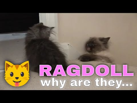 Why The Ragdoll Cat is The Best Kid Friendly Cat Breed