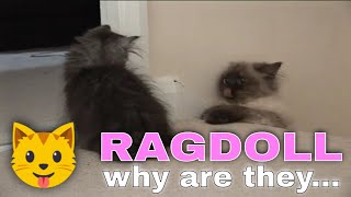 Why The Ragdoll Cat is The Best Kid Friendly Cat Breed