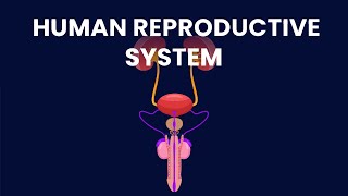 The System Behind Human Conception