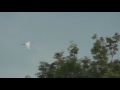 Great White Egret In Fly