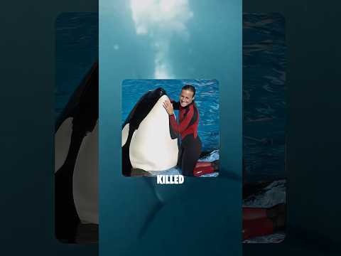 Killer whale that unalived a female trainer in seaworld orlando #orca #truestory #wildanimals