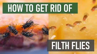 How to Get Rid of Common Filth Flies Around the House