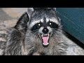 Raccoon Sounds  -  Noises