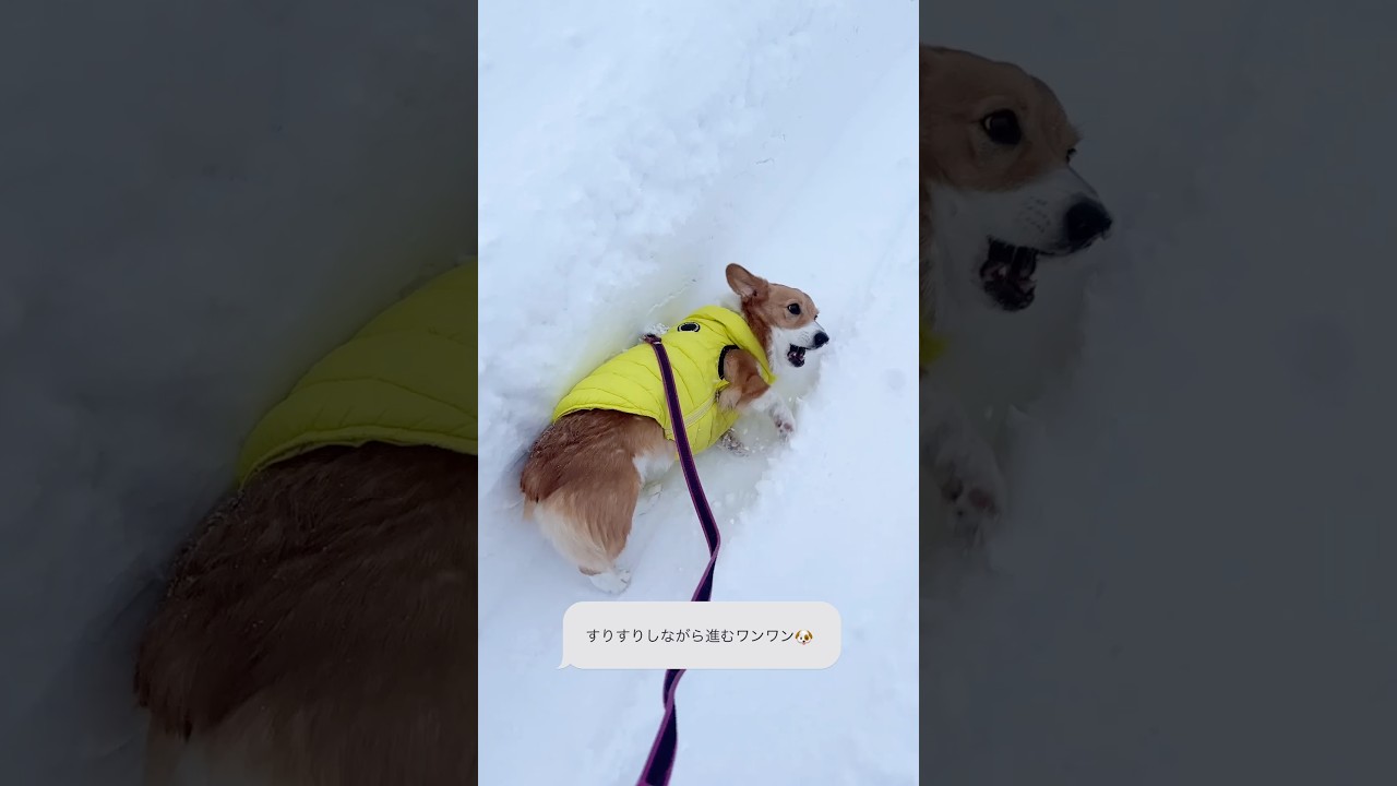 雪国で暮らすコーギーの散歩🐾すりすり編