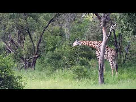 Djuma: Giraffe feeding-Pt:2 - 17:24 - 01/14/21