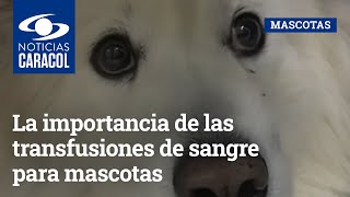La importancia de las transfusiones de sangre para mascotas: ¿en qué momento se requieren?