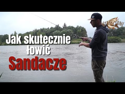 Jak złowić sandacza?▪️Jak prowadzić przynęty?▪️Jak łowić z opadu?