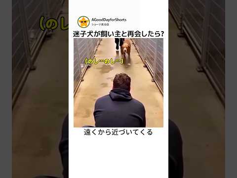 保護施設で飼い主に気づいた犬の反応🥺