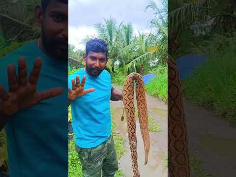 Russell's viper അണലി പാമ്പ്